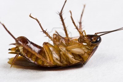 Cockroach-on-back.jpg